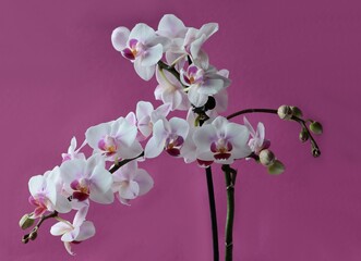 orchid Phalaenopsis with pretty flowers close up