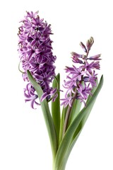 Obraz premium various multicolor flowers of hyacinth plants at sprring