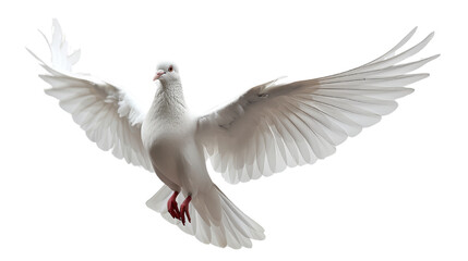 white dove flying on isolated transparent background