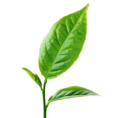 Obraz premium Tea leaf isolated on transparent background
