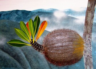 An oil painting depicting the ant plant. Myrmecodia lamii. The balloon-like stem contains a...