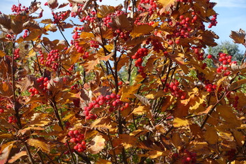 Autumnal foliage and red fruits of Sorbus aria in October - obrazy, fototapety, plakaty