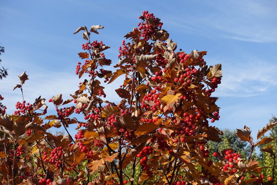 Brown leaves and red berries of Sorbus aria against blue sky in October