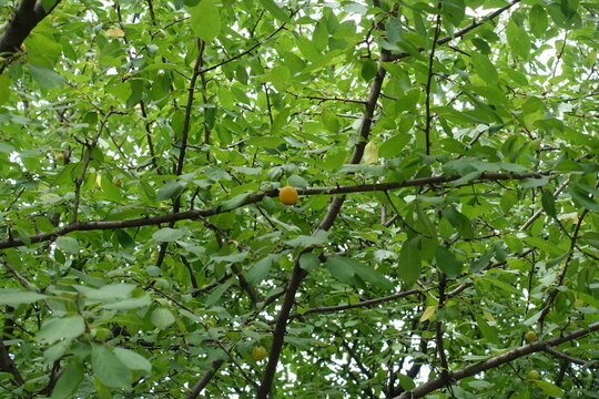One yellow mirabelle plum in the leafage in July
