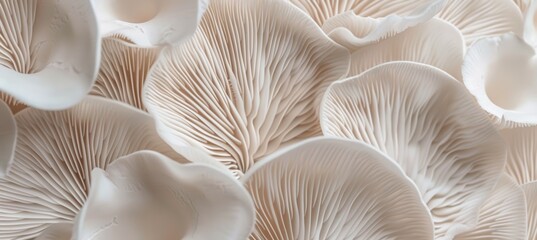 abstract background of mushroom gills. Mushroom texture background. Abstract wallpaper design with close up of oyster mushroom pattern. Delicate natural print for wall art - obrazy, fototapety, plakaty