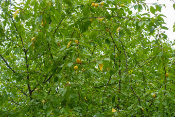 Yellow mirabelle plums in the leafage in July