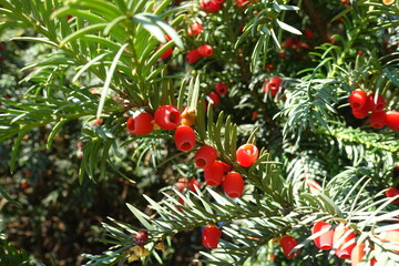 Obraz premium Bright red seed cones of common yew in October