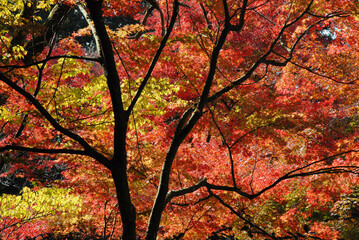 秋の曼殊院　境内の紅葉　京都市左京区