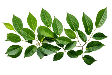 Fototapeta premium Dancing Foliage: Vibrant Green Leaves Swirling on a Pure White Canvas. On a White or Clear Surface PNG Transparent Background.