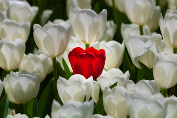 A red tulip among the white tulips. Springtime concept background