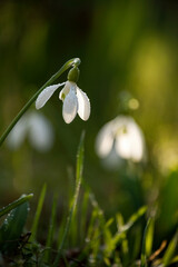tender spring primroses and snowdrops in drops of dew in the sunlight in a clearing in a dark forest.