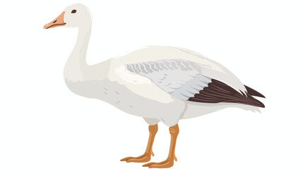 Illustration goose white bird domestic with beak 