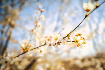 Frühling - Blüten - Ostern - Background - Concept 