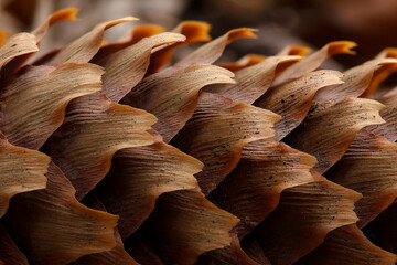 close-up shot of pine cones on the ground in the forest - obrazy, fototapety, plakaty