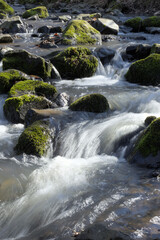 Fototapeta na wymiar forest stream with wild cascades