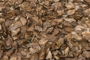 texture of dry brown leaves on the ground