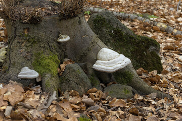 stump of a tree in the forest on which mushrooms grow