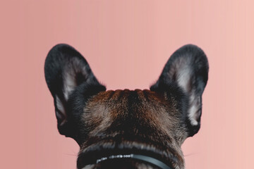 A dog with its ears back and its head turned to the side, Black French Bulldog