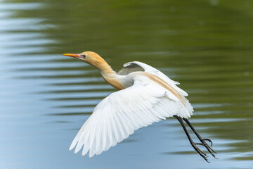 Cattle egret in flight in nuptial plumage