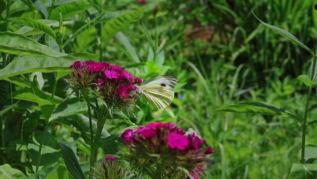 Butterfly Pieris brassicae feeds on nectar on flowers of garden carnation in color of magenta on sunny summer day.