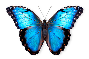 Beautiful Blue Morpho butterfly isolated on a white background with clipping path