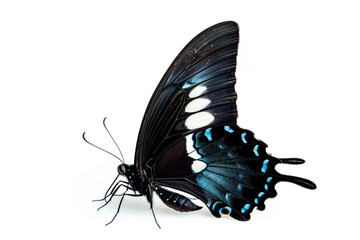 Beautiful Blue Mormon butterfly isolated on a white background. Side view