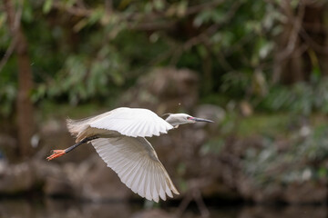 Great egret in flight, wings wide open, park in Taiwan