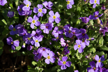 veilchen blume frühling lila