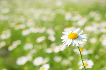 Daisies in a meadow on a summer sunny day

