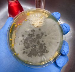 Malt Extract Agar in Petri dish using for growth media to isolate and cultivate yeasts, molds and...