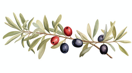 Olive leaves and berries drawn with colored pencils.
