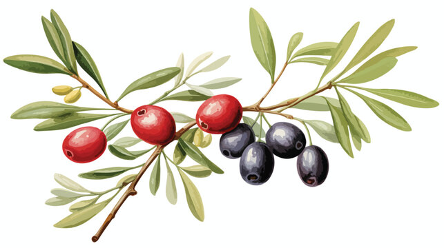 Olive leaves and berries drawn with colored pencils.