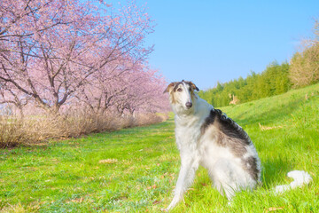 犬連れ旅行 桜とボルゾイの子犬