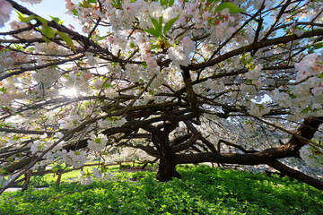 Cherry blossom in the Garden of the Plants. Paris 5th arrondissement - obrazy, fototapety, plakaty