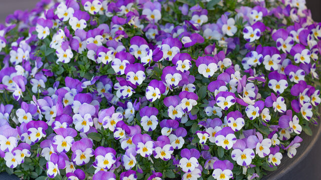 many violet wild pancy flowers 