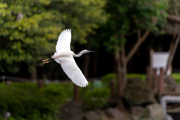 Great egret in flight, wings wide open, park in Taiwan