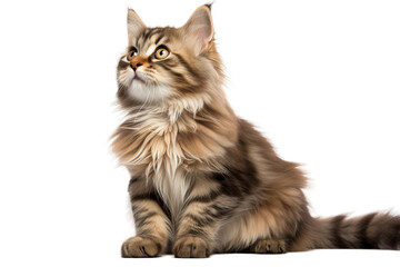 Fototapeta premium Ethereal Long-Haired Feline Gazing Up. On a White or Clear Surface PNG Transparent Background.