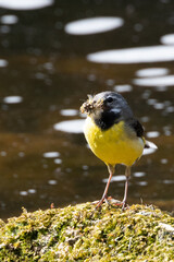 Yellow wagtail on a rock, beak loaded with insects.
