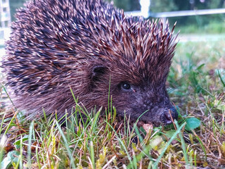 Close-up of the European hedgehog (Erinaceus europaeus) on the ground surrounded with green vegetation