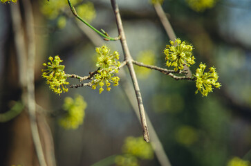 Cornelian Cherry.