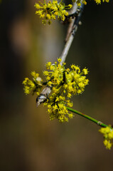 Cornelian Cherry.