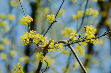 Cornelian Cherry.