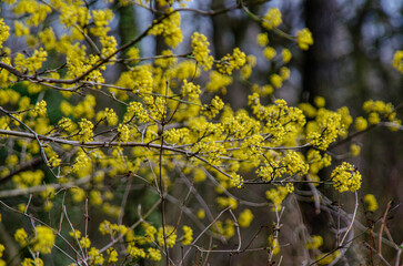 Cornelian Cherry.