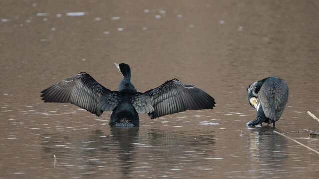 Two Adult Great Cormorants (Phalacrocorax carbo) Birds Preen Feathers and Drying Wings Perched in Shallow Lake Water
