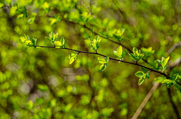  Tree branch with green leaves.