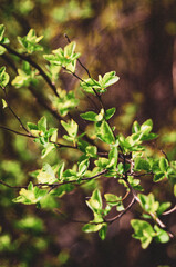  Tree branch with green leaves.