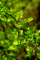  Tree branch with green leaves.