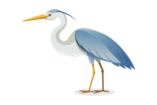 Great egret Bird vector illustration on white background