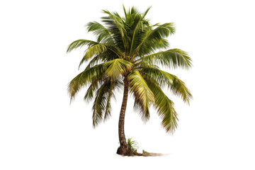 Obraz premium Majestic Palm Tree Dancing on a White Canvas. On a White or Clear Surface PNG Transparent Background.
