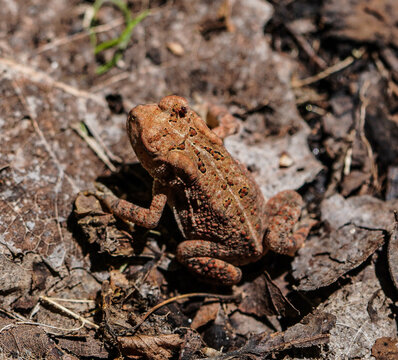 Macro close-up of a tiny toad